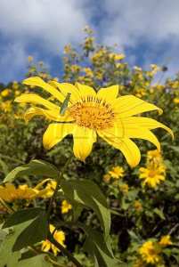 bua-tong-fields-at-doi-mae-u-kho-2_1435552095